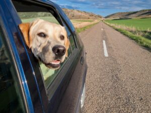 Dog Leaning Out Car Window