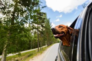 Dog Leaning Out Car Window